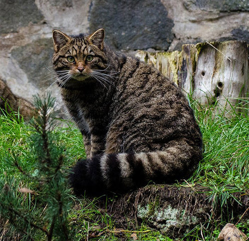 10 Nature Documentaries to watch on Netflix...