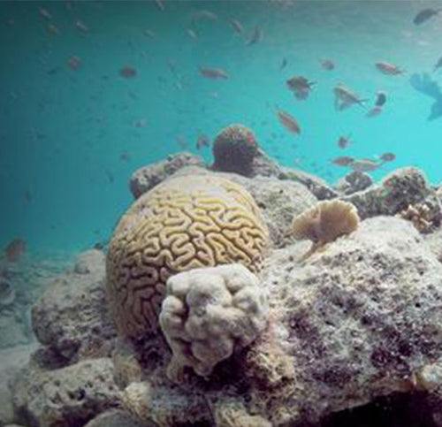 6 wildlife webcams for escapism in nature