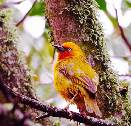 African Adventures Part Two: Rock art in the Cederberg