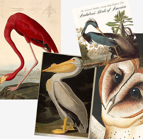 Behind the Design: Discover Audubon
