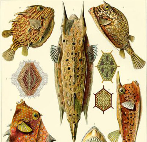 #EJSHeroes - the inspirational message behind the Silverback illustration