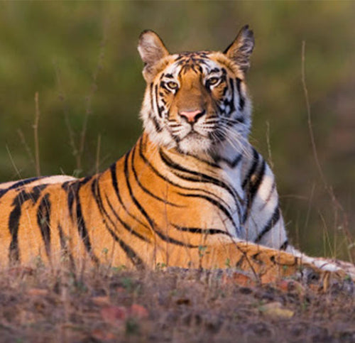 Help us protect Big Cats in the Wild for International Tiger Day with World Land Trust