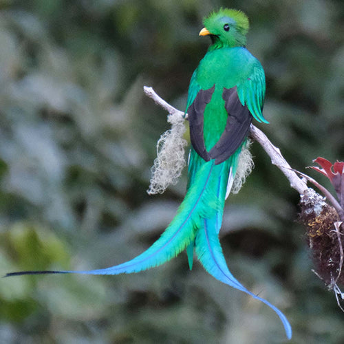 Discovering the Majestic Resplendent Quetzal in the Wild