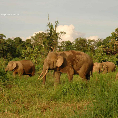 We have planted 5,149 trees for wildlife habitat with World Land Trust!