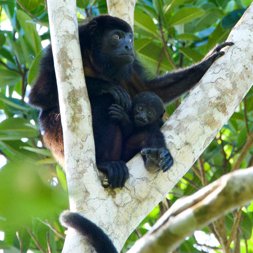 A Journey into the Untamed Wilds of Costa Rica: Emma’s Diary from the Osa Peninsula and Bosque del Cabo