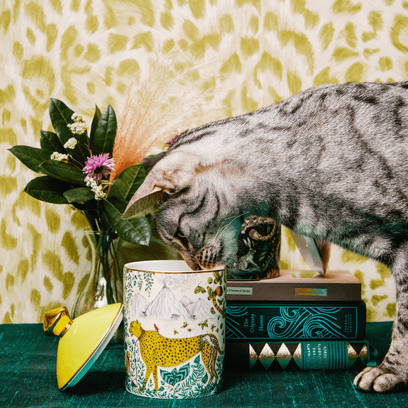 Luna peering into the Cheetah candle smelling the sweet aromas of the Lemon zest and vetiver based candle by Emma J Shipley